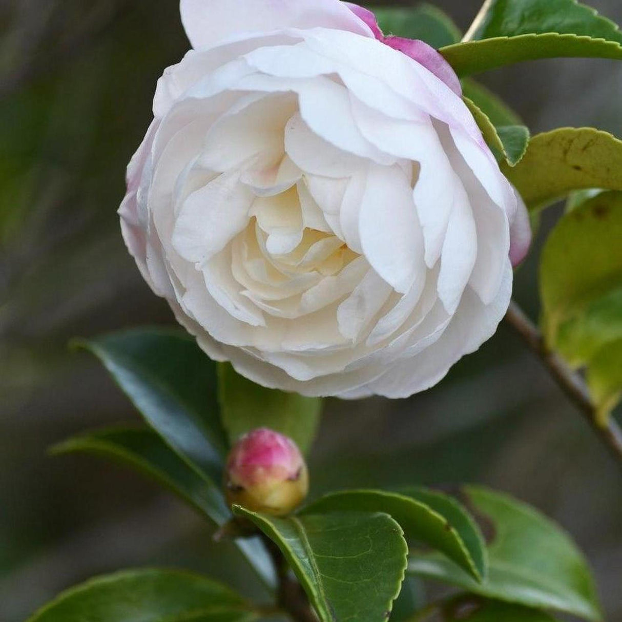 Beatrice Emily Camellia - Camellia sasanqua 'Beatrice Emily'-Evergreen,Flowering,Moderate Water,Outdoor,Partial Shade,Shrub,Slow Growing-Nursery Near Me