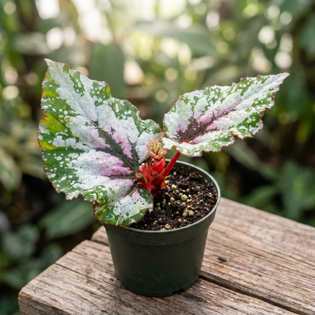 A Begonia ‘Amazon River’ - Begonia hybrid with green, white, and pink variegated leaves sits on a wooden surface—an exotic, low-maintenance foliage plant ideal for indoor settings.