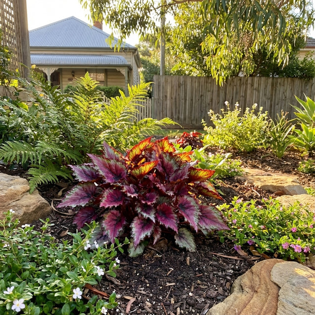 Begonia rex ‘Kotobuki’ - Begonia rex cultivar adds vibrant color to garden beds or indoor spaces, with striking foliage that stands out among greenery, rocks, and flowers.