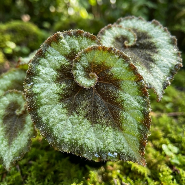 Close-up of a Begonia ‘Escargot’ (Begonia rex cultivar) leaf with spiral, textured, fuzzy edges, growing among green moss.