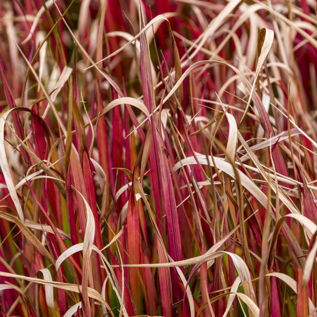 Belinda's Find Hook Sedge - Uncinia rubra 'Belinda's Find'-Evergreen,Grass,Moderate Growing,Moderate Water,Ornamental,Outdoor,Partial Shade-Nursery Near Me