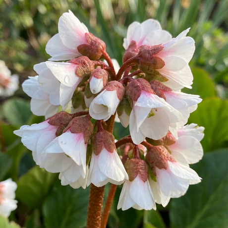 Cluster of white and pink flowers with green leaves in sunlight, photographed outdoors; these evergreen perennial blooms are from Bergenia ‘Bressingham White’ (Bergenia cordifolia cultivar), prized for its striking white flower clusters.