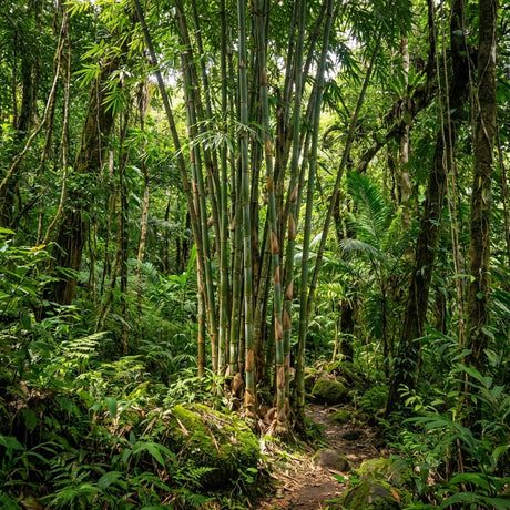 A dense cluster of fast-growing Berry Bamboo (Mellocanna baccifera) thrives along a lush green jungle path in bright daylight.