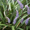 Big Blue Liriope
