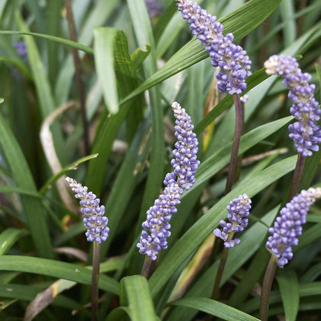 Big Blue Liriope - Liriope muscari 'Big Blue'-Evergreen,Ground Cover,Moderate Water,Ornamental,Outdoor,Partial Shade,Slow Growing-Nursery Near Me