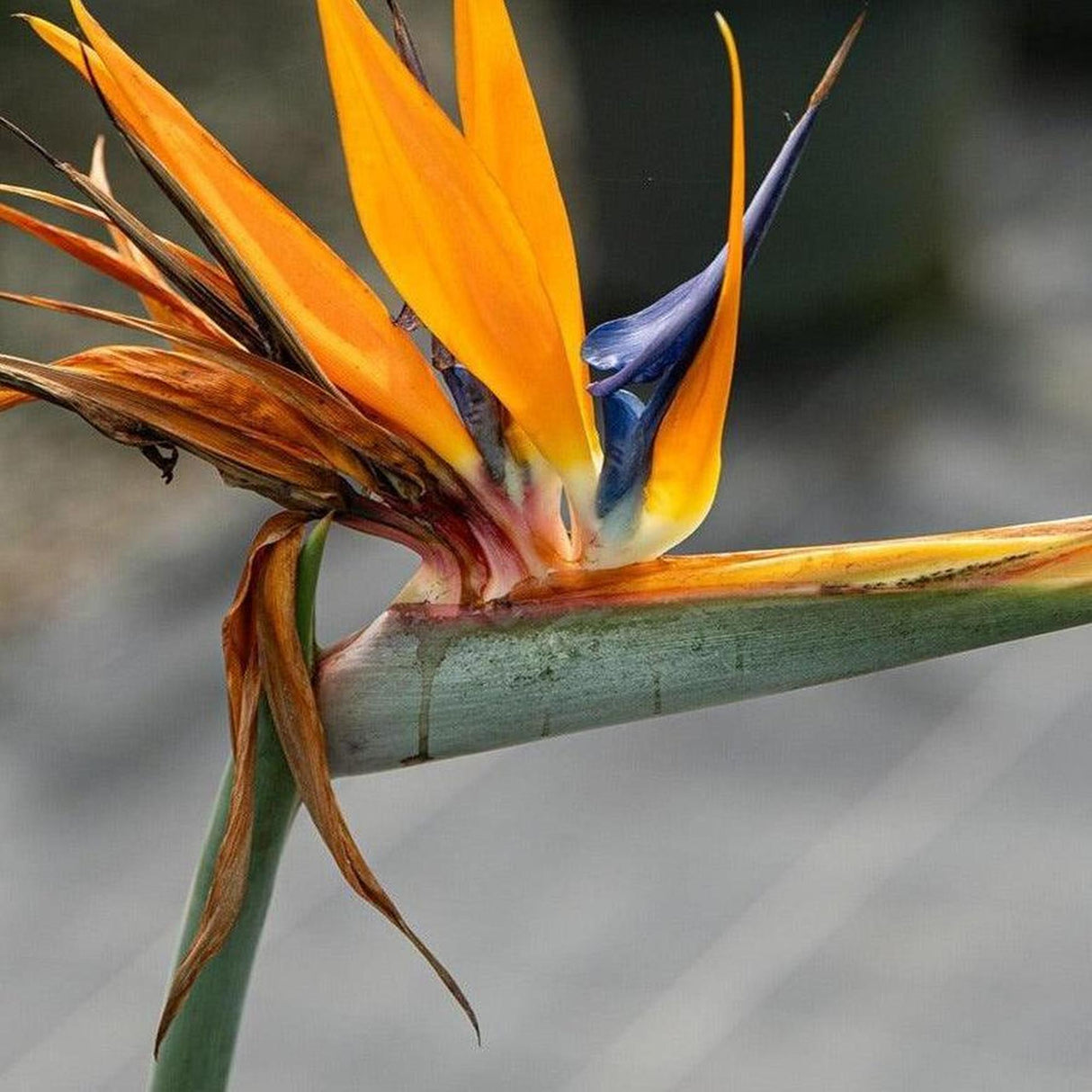 Bird of Paradise - Strelitzia reginae-Evergreen,Flowering,Full Sun,Moderate Growing,Moderate Water,Outdoor,Tropical-Nursery Near Me