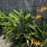 Bird of Paradise - Strelitzia reginae-Evergreen,Flowering,Full Sun,Moderate Growing,Moderate Water,Outdoor,Tropical-Nursery Near Me