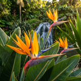Bird of Paradise - Strelitzia reginae features bright orange flowers and lush green leaves, creating a striking tropical look against a waterfall backdrop.