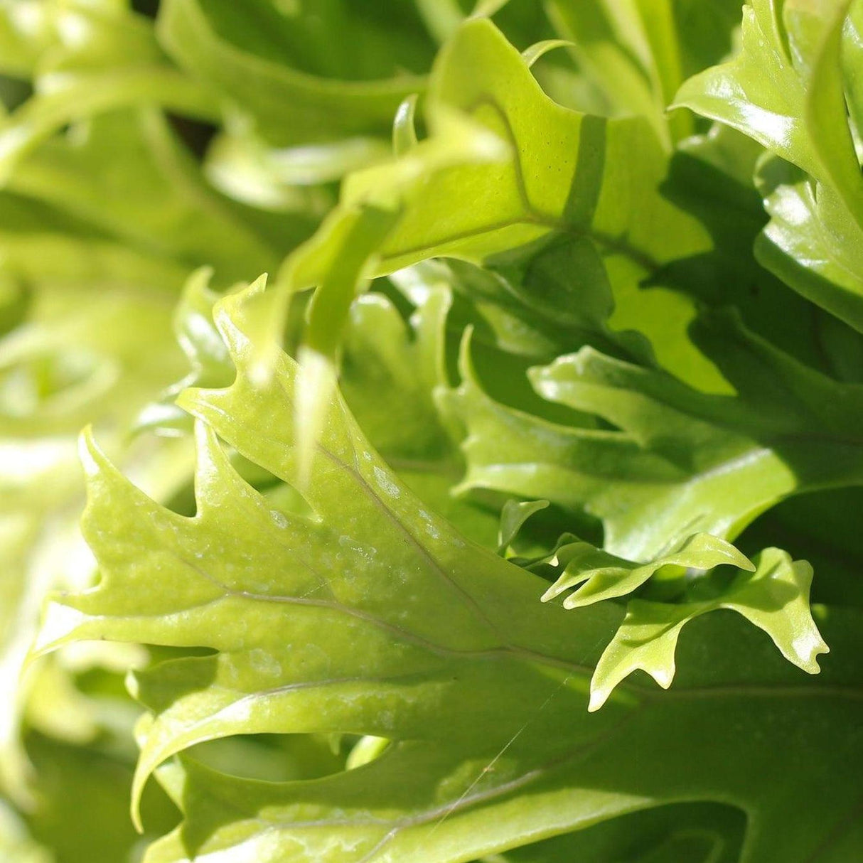 curly leaf bird's nest fern Birds Nest Fern - Asplenium nidus Crissie