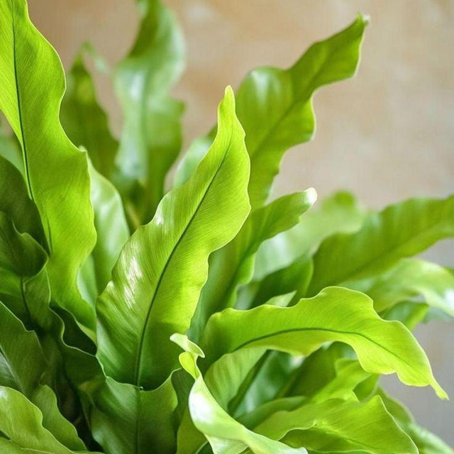 Birds Nest Fern - Asplenium nidus Crissie-Evergreen,Fern,Moderate Water,Outdoor,Partial Shade,Slow Growing,Tropical-Nursery Near Me