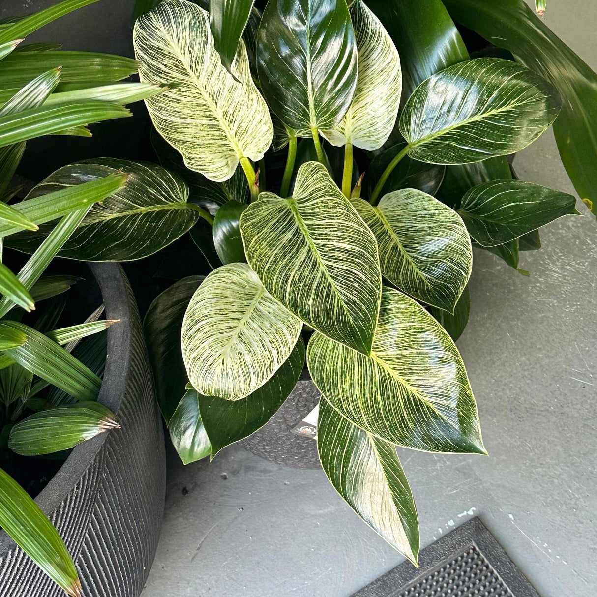 Birkin Philodendron - Philodendron 'Birkin' with variegated green and white leaves in a black pot on a gray floor.