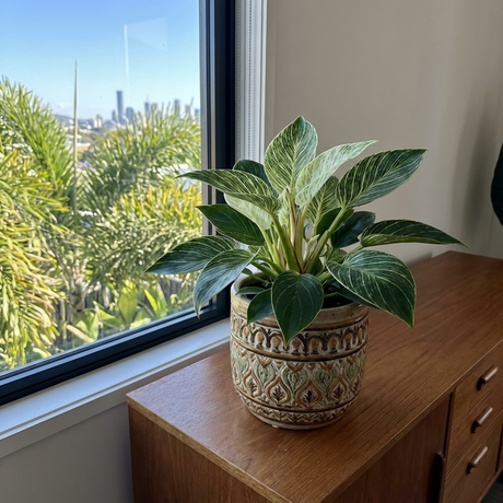A Birkin Philodendron - Philodendron 'Birkin' sits on a wooden cabinet by a window, with views of city buildings and palm trees outside.