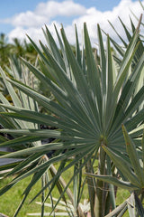 Bismarck Palm - Bismarckia nobilis-Evergreen,Full Sun,Moderate Water,Outdoor,Palm,Slow Growing,Tropical-Nursery Near Me