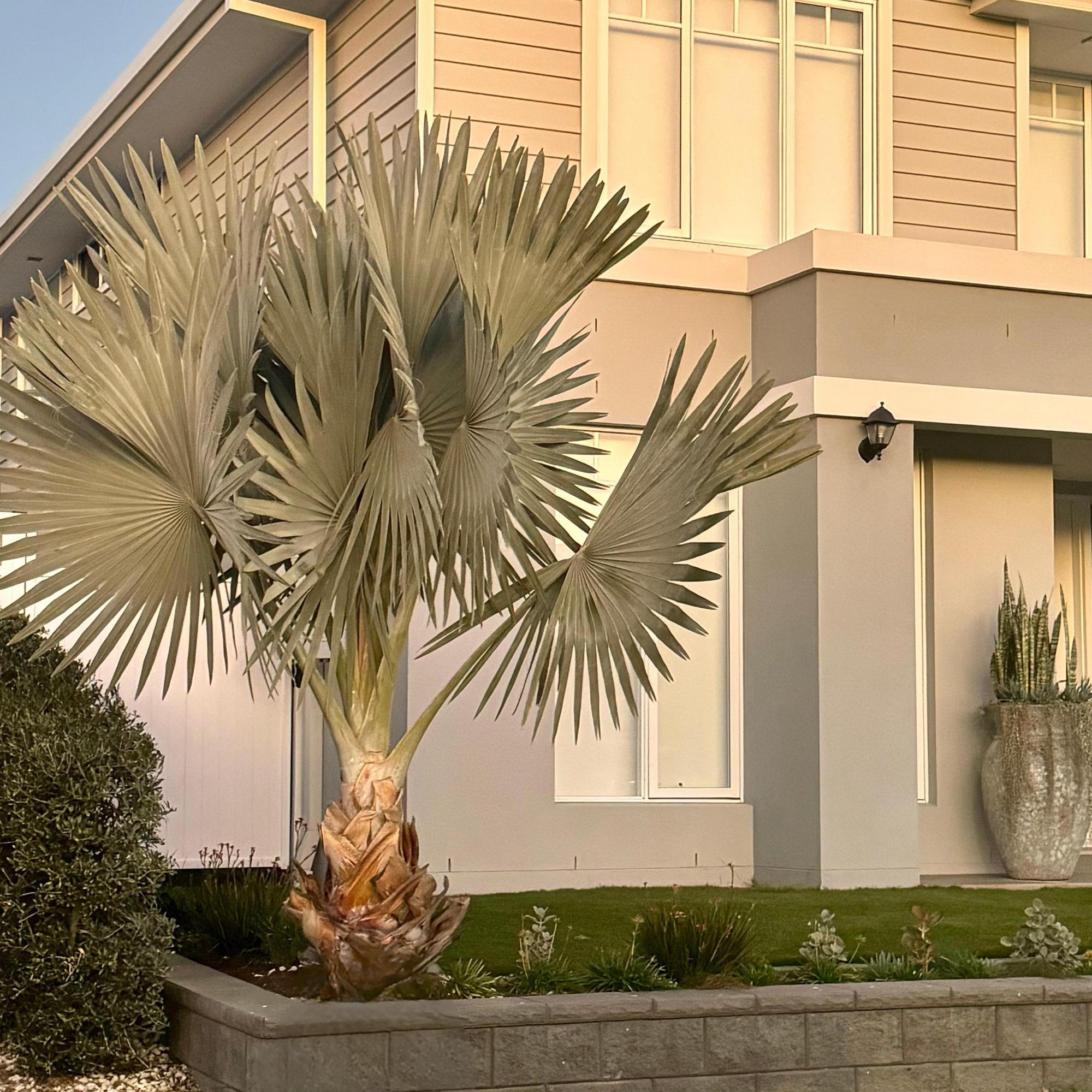 Bismarck Palm - Bismarckia nobilis | Buy Online Australia