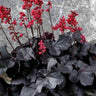 Black Forest Cake Coral Bells