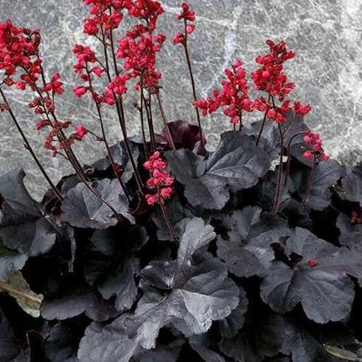 Black Forest Cake Coral Bells - Heuchera 'Black Forest Cake'-Evergreen,Ground Cover,Moderate Water,Ornamental,Outdoor,Partial Shade,Slow Growing-Nursery Near Me