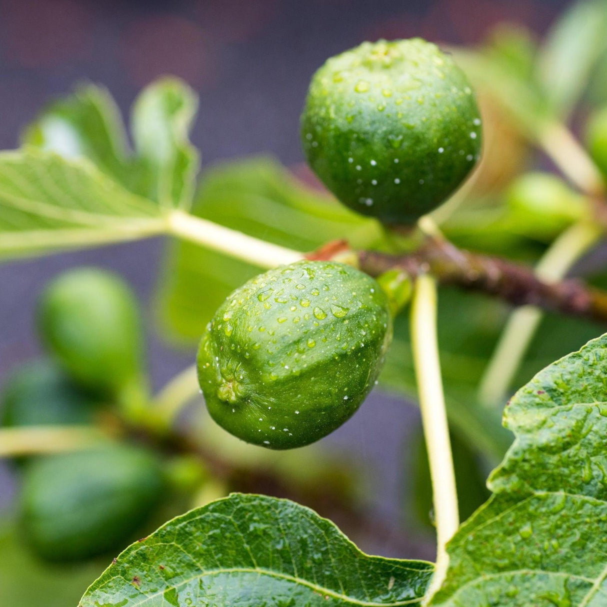 Black Genoa Fig Tree - Ficus carica 'Black Genoa'-Deciduous,Fruiting,Full Sun,Low Water,Moderate Growing,Outdoor,Tree-Nursery Near Me