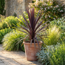 Black Knight Cordyline