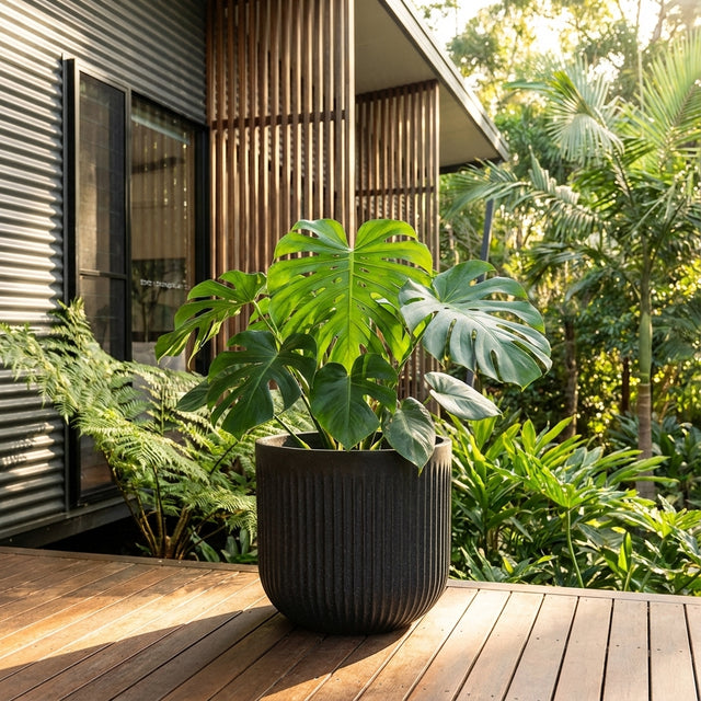 Monstera plant in a Black Linea Cylinder Pot (various sizes available) placed on a wooden deck beside a modern house, surrounded by lush greenery.