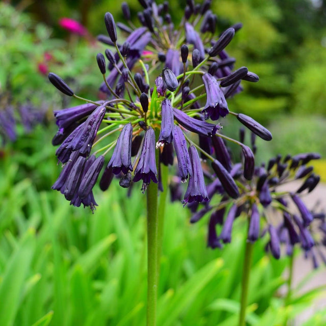 Black Magic Agapanthus - Agapanthus 'Black Magic'-Deciduous,Flowering,Full Sun,Moderate Growing,Moderate Water,Ornamental,Outdoor-Nursery Near Me