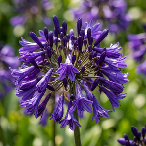 Black Magic Agapanthus
