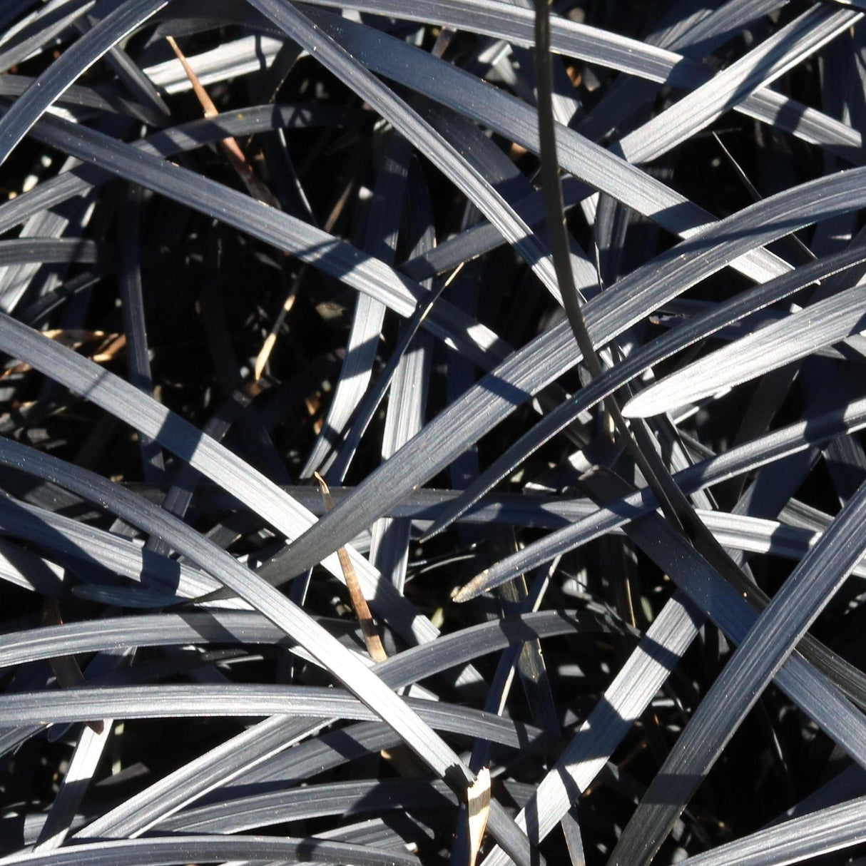 Close-up of Black Mondo Grass (Ophiopogon planiscapus 'Nigrescens'), a drought-tolerant plant with overlapping grass-like leaves in bright sunlight—perfect as a ground cover for modern landscapes.