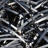 Close-up of Black Mondo Grass (Ophiopogon planiscapus 'Nigrescens'), a drought-tolerant plant with overlapping grass-like leaves in bright sunlight—perfect as a ground cover for modern landscapes.