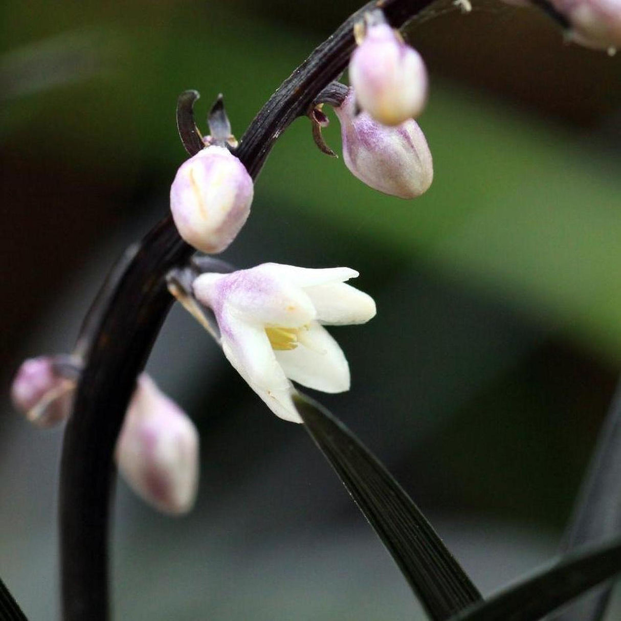 Black Mondo Grass - Ophiopogon planiscapus 'Nigrescens'-Evergreen,Grass,Moderate Water,Ornamental,Outdoor,Partial Shade,Slow Growing-Nursery Near Me