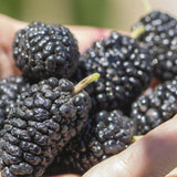 Black Mulberry - Morus nigra-Deciduous,Fruiting,Full Sun,Moderate Growing,Moderate Water,Outdoor,Tree-Nursery Near Me