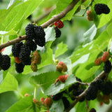 Black Mulberry - Morus nigra-Deciduous,Fruiting,Full Sun,Moderate Growing,Moderate Water,Outdoor,Tree-Nursery Near Me