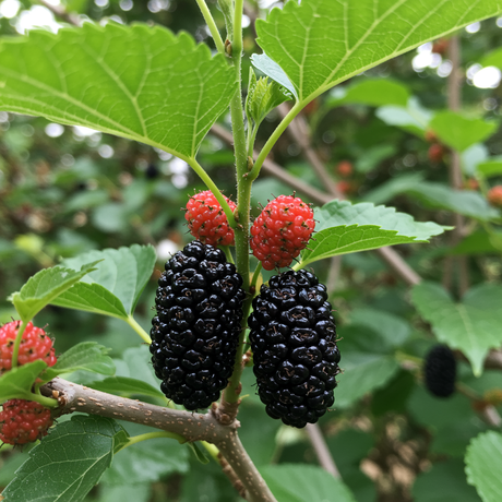 Close-up of antioxidant-rich Black Mulberry (Morus nigra), showing ripe black and unripe red fruit on a leafy tree branch.