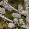 Black Sheoak
