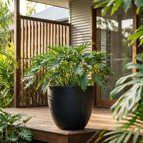 A large green potted plant sits on a wooden deck by a modern house, displayed in the Black Terrazzo Egg Pot (various sizes available) and surrounded by other greenery.