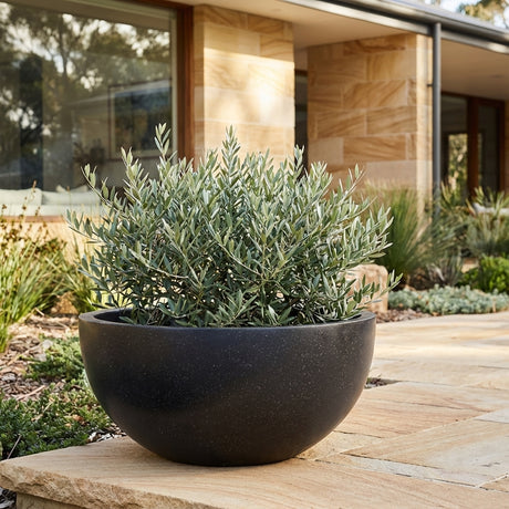 A shrub in a Black Terrazzo Omni Bowl (various sizes available) sits on a stone patio outside a modern house with large windows.