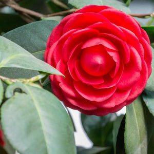 Black Tie Camellia