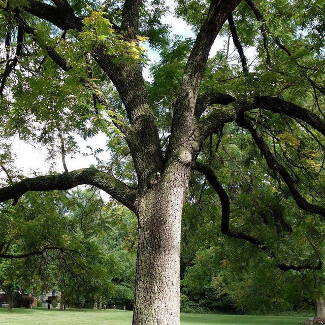 Black Walnut - Juglans nigra-Deciduous,Fast Growing,Fruiting,Full Sun,Moderate Water,Outdoor,Tree-Nursery Near Me