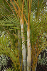 Blue Cane Palm - Dypsis cabadae-Evergreen,Full Sun,Moderate Growing,Moderate Water,Outdoor,Palm,Tropical-Nursery Near Me