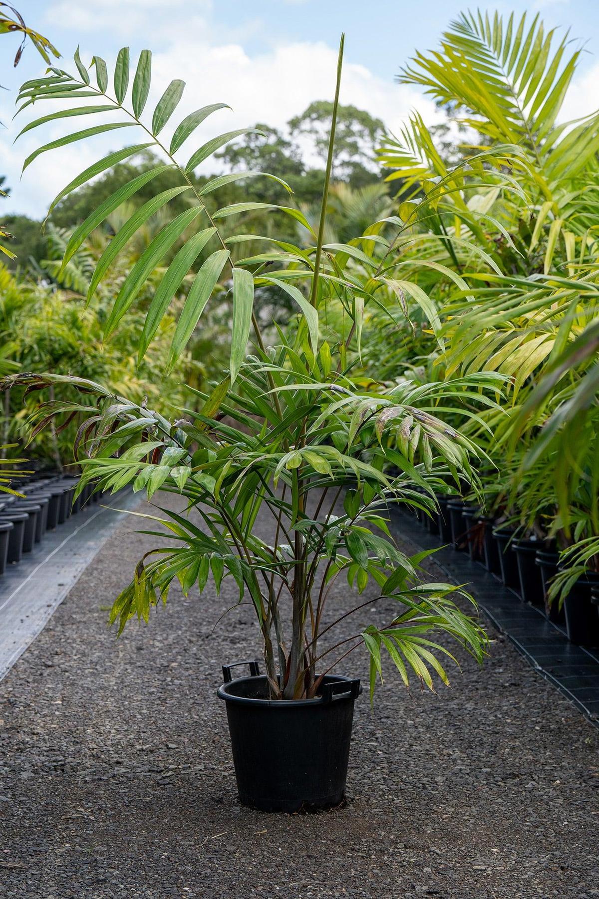 Blue Cane Palm - Dypsis cabadae-Evergreen,Full Sun,Moderate Growing,Moderate Water,Outdoor,Palm,Tropical-Nursery Near Me