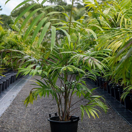 Blue Cane Palm - Dypsis cabadae-Evergreen,Full Sun,Moderate Growing,Moderate Water,Outdoor,Palm,Tropical-Nursery Near Me