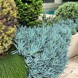 Drought-tolerant Blue Chalk Sticks (Senecio mandraliscae) create a striking ground cover beside pools and patios with their vibrant blue-green succulent foliage.