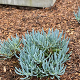 Blue Chalk Sticks - Senecio mandraliscae is a drought-tolerant succulent with slender blue-green leaves, ideal for outdoor ground cover in brown mulch.