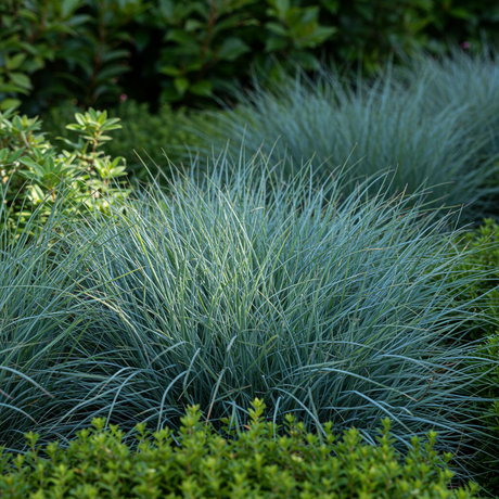 A dense clump of Blue Fescue - Festuca glauca, a drought-tolerant ornamental grass, brings texture to the garden against a backdrop of lush leafy green plants.