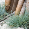 Blue Fescue Grass