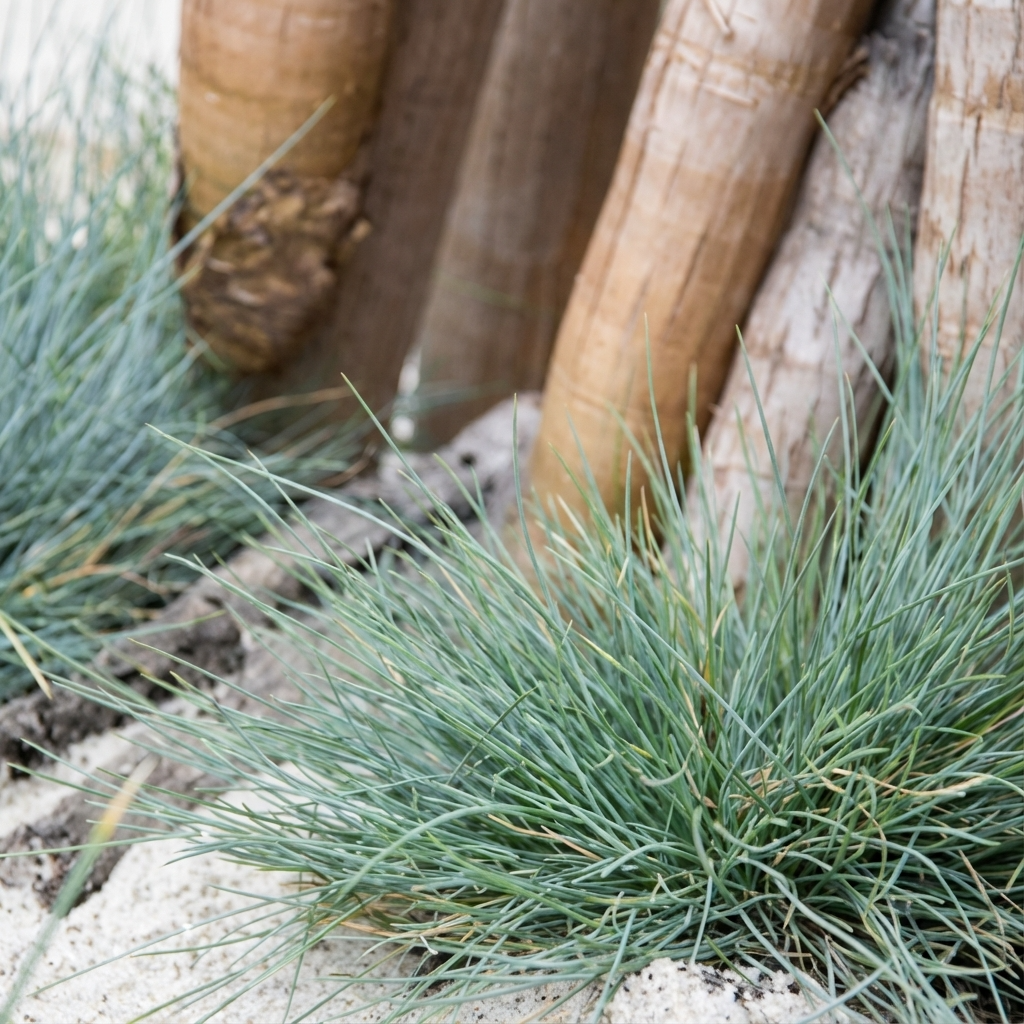 Green grass and sandy soil around tree trunks, featuring Blue Fescue Grass - Festuca glauca, a drought-tolerant and attractive ornamental grass option.