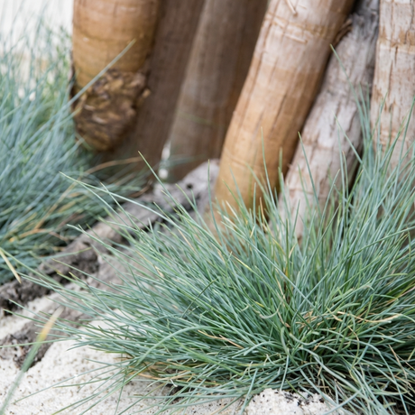 Green grass and sandy soil around tree trunks, featuring Blue Fescue Grass - Festuca glauca, a drought-tolerant and attractive ornamental grass option.