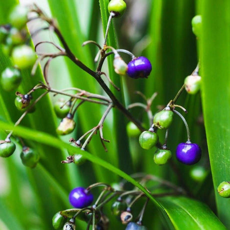 Blue Flax Lily - Dianella brevipedunculata-Evergreen,Full Sun,Grass,Moderate Growing,Moderate Water,Native,Outdoor-Nursery Near Me