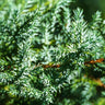 Blue Forest Juniper