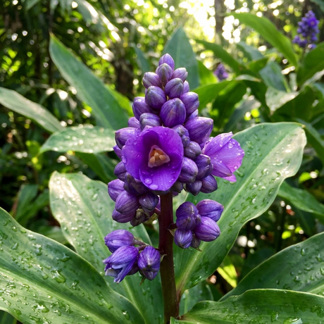 Close-up of Blue Ginger - Dichorisandra thyrsiflora, featuring a purple flower adorned with raindrops on its petals and lush tropical foliage in the background.
