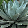Blue Glow Agave