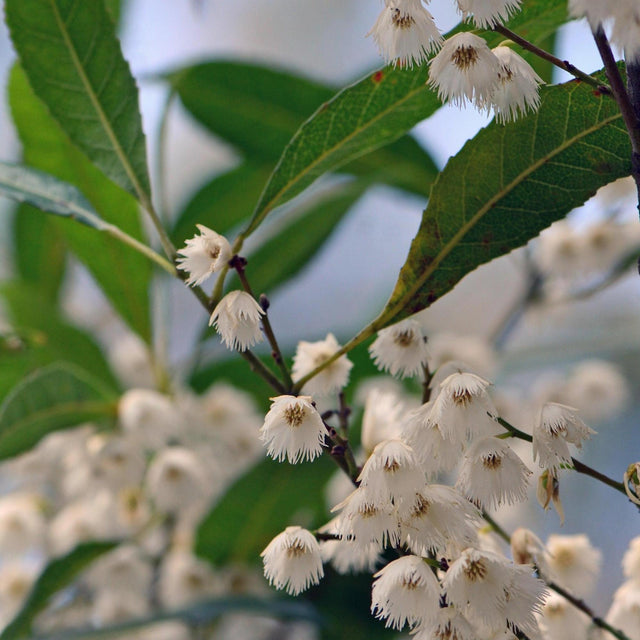 Blueberry Ash Tree - Elaeocarpus reticulatus-Evergreen,Flowering,Full Sun,Moderate Growing,Moderate Water,Native,Outdoor,Screening-Nursery Near Me